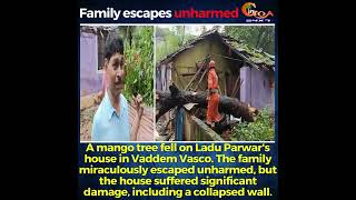 A mango tree fell on Ladu Parwar's house in Vaddem Vasco.