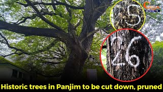 Historic trees in Panjim to be cut down, pruned.