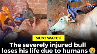 #MustWatch: The severely injured bull loses his life due to humans ????