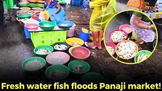 Fresh water fish floods Panaji market!#goa #goanews #fish #fresh #panjimmarket #floods