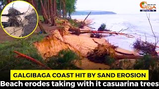 #Concerning- Galgibaga Coast Hit By Sand Erosion. Beach erodes taking with it casuarina trees