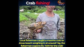 Local fisherman caught a massive crab on Aivao beach weighing in at around 1 kg