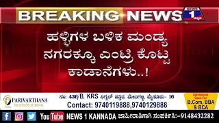 ಮಂಡ್ಯ ಸಿಟಿಯಲ್ಲೇ ಕಾಡಾನೆಗಳು ರೌಂಡ್ಸ್.. ಸ್ಥಳೀಯರಿಗೆ ಶಾಕ್..! | @News1Kannada | Mysuru