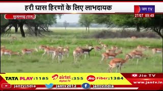 Sujangarh News | तालछापर में बिछी हरी घास की चादर,हरी घास हिरणो के लिए लाभदायक | JAN TV