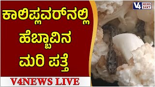 ಪಡುಬಿದ್ರಿ : ಕಾಲಿಪ್ಲವರ್‌ನೊಳಗೆ ಹೆಬ್ಬಾವಿನ ಮರಿ ಪತ್ತೆ..!