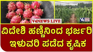 ವಿದೇಶಿ ಹಣ್ಣಿನಿಂದ ಭರ್ಜರಿ ಇಳುವರಿ ಪಡೆದ ಕೃಷಿಕ : ಮೊದಲ ಕಟಾವಿನಲ್ಲೇ ಸುಮಾರು ೩೦ ಟನ್ ಡ್ರ್ಯಾಗನ್ ಫ್ರುಟ್