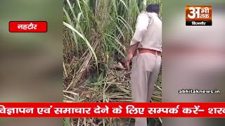 गुलदार ने दो गायों को बनाया निवाला? #breakingnews #news