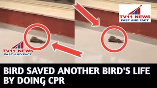 BIRD SAVED ANOTHER BIRD'S LIFE BY DOING CPR