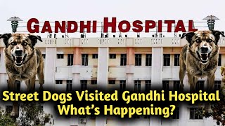 Street Dogs Visited Gandhi Hospital: What’s Happening?