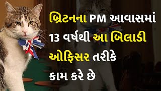 બ્રિટનના PM આવાસમાં 13 વર્ષથી આ બિલાડી ઓફિસર તરીકે કામ કરે છે #Knowledge #LarryCat