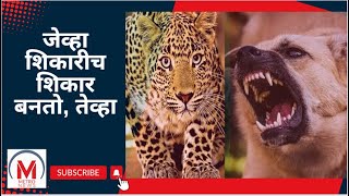 कुत्र्यांच्या टोळीने बिबट्याचा केला मोठा गेम; थरारक Video व्हायरल