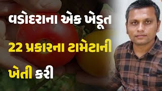 વડોદરાના એક ખેડૂત 22 પ્રકારના ટામેટાની ખેતી કરી #gujarat #vadodara #farm #farmer