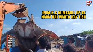 1500 Kilo Ki Star Fish Ko Pakda Gaya, A Giant Oceanic Manta Ray Fish @ Konaseema District | SACHNEWS