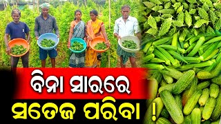 Nuapada Farmer Scripts Success Story About Organic Farming | ଜୈବିକ ଚାଷ | Special Story | PPL Odia