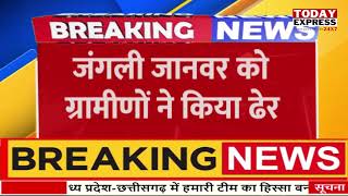 UP News | जौनपुर में आदमखोर जंगली जानवर का खौफ, बहराइच में भेड़िए  तो, जौनपुर में जयकाल का आतंक