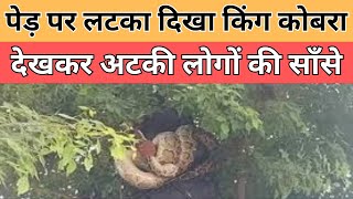 देखकर अटकी लोगों की साँसे जब पेड़ पर लटका दिखा किंग कोबरा  || Divya Delhi