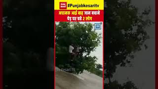 Shivpuri Flood: Sindhu River के बीच में पेड़ पर लटके 2 लोग, Video आया सामने ! | Heavy Rain in MP