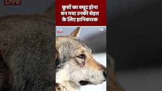 कुत्तों का क्यूट होना बन गया उनकी सेहत के लिए हानिकारक | #DWScience #health #dogs #dblive #video