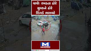 રખડતા ઢોરો બન્યા આતંકનો પર્યાય | MantavyaNews