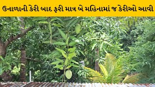 Mahisagar માં આશ્ચર્યચકિત કરતી ઘટના આવી સામે વાડીમાં આંબા પર બે મહિનામાં ફરી કેરીઓ આવી |