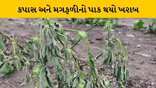 Jamnagar : ભારે વરસાદથી થયું નુકશાન | MantavyaNews