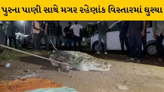 Vadodra : જાંબુવામાં મગર દેખાયો  | MantavyaNews