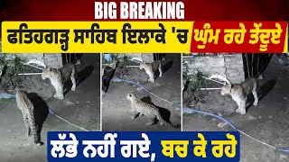 Big Breaking| Fatehgarh Sahib   ਇਲਾਕੇ 'ਚ ਘੁੰਮ ਰਹੇ ਤੇਂਦੂਏ, ਲੱਭੇ ਨਹੀਂ ਗਏ, ਬਚ ਕੇ ਰਹੋ