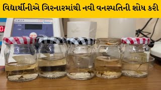 ગુજરાતનો સૌથી જૂના ગિરનાર પર્વત ફરતે જંગલમાં છે અનેક ઔષધીઓ | MantavyaNews