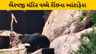 Banaskatha :યાત્રાધામ અંબાજીમાં જોવા મળ્યુ રીંછ  | MantavyaNews