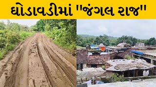 ગીરગઢડાના ઘોડાવડી ગામમાં 'જંગલ રાજ | MantavyaNews