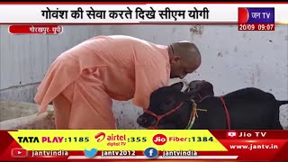 Gorakhpur UP News | सीएम योगी का गोरखपुर दौरा,गोवंश की सेवा करते दिखे सीएम योगी | JAN TV