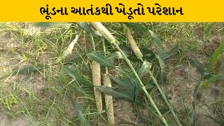 Banaskatha : સરહદી વિસ્તારમાં ભૂંડનો આતંક | MantavyaNews