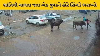 Valsad : વાપીના છીરીમાં રસ્તા પરથી પસાર થતાં એક યુવક પર ઢોરનો હુમલો | MantavyaNews