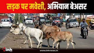 ननि के अमले की कार्रवाई जारी...फिर भी सड़क पर आवारा मवेशी, हो रहे हादसे | Stray Animal in Bhopal