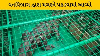 Surat : ઓલપાડના કારેલી ગામે તળાવમાં મગર દેખાતા રેસ્ક્યુની કરાઇ કામગીરી | MantavyaNews