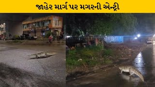 vadodara : માર્ગો પર મગરની લટાર| MantavyaNews