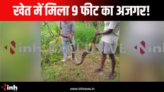 खेत में पहुंचा 9 फीट का अजगर सांप | INH 24X7 पर देखें EXCLUSIVE तस्वीरें | Balod | Chhattisgarh News