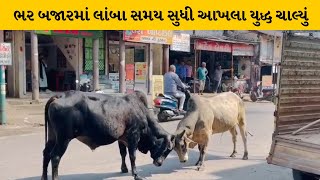 Valsad : પારડીના જાહેર રસ્તા પર જામ્યું આખલા યુદ્ધ | MantavyaNews