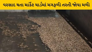 Bhavnagar : મહુવા માર્કેટ યાર્ડમાં ધોધમાર વરસાદ વરસતા ખેડૂતોની મગફળી પલળી  | MantavyaNews