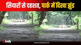 Bairagarh के बोरवन पार्क में दिखा सियारों का झुंड, सैर करने वाले लोगों में दहशत का माहौल Bhopal News