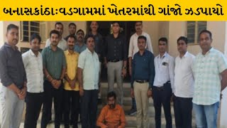 Banaskantha : વડગામમાં SOG પોલીસે રેડ કરી ખેતરમાંથી ગાંજો ઝડપ્યો | MantavyaNews