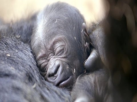 Gorilla Born at San Diego Zoo News Video