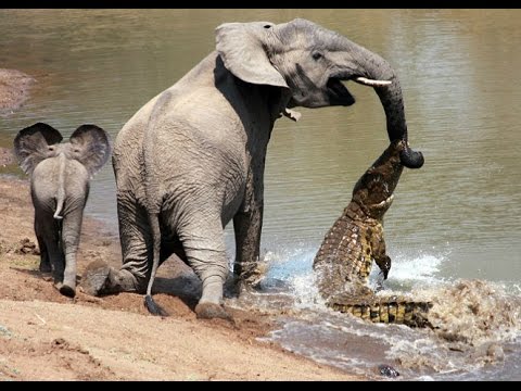 Crocodile Vs Elephant Real Fight - Amazing Videos