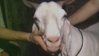 Mountain Dew loving Goat worth Rs 21 lakh to be sacrificed on Eid