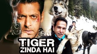 Wolves Get Ready To Fight With Salman In Tiger Zinda Hai