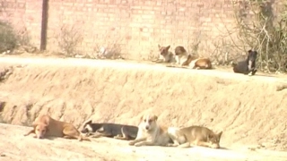 लाडवा में आदमखोर कुत्तों का निवाला बन गया 40 वर्षीय व्यक्ति