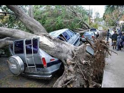 Tree storm damage 'worst since 1987' News Video