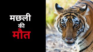 India's most famous tiger 'Machli' dies