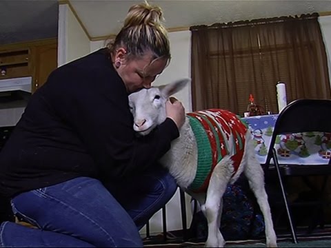 Owner Reclaims Lost 'Christmas Sweater Sheep' News Video