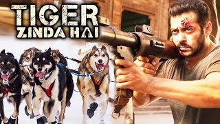 When Salman Khan STOPPED Tiger Zinda Hai Shoot For DOG